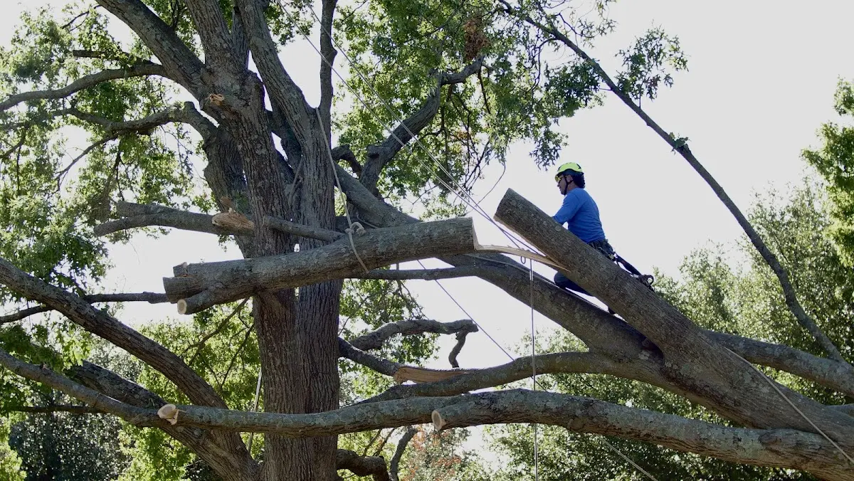 Professional Crown Thinning performed by certified arborists in Tintah