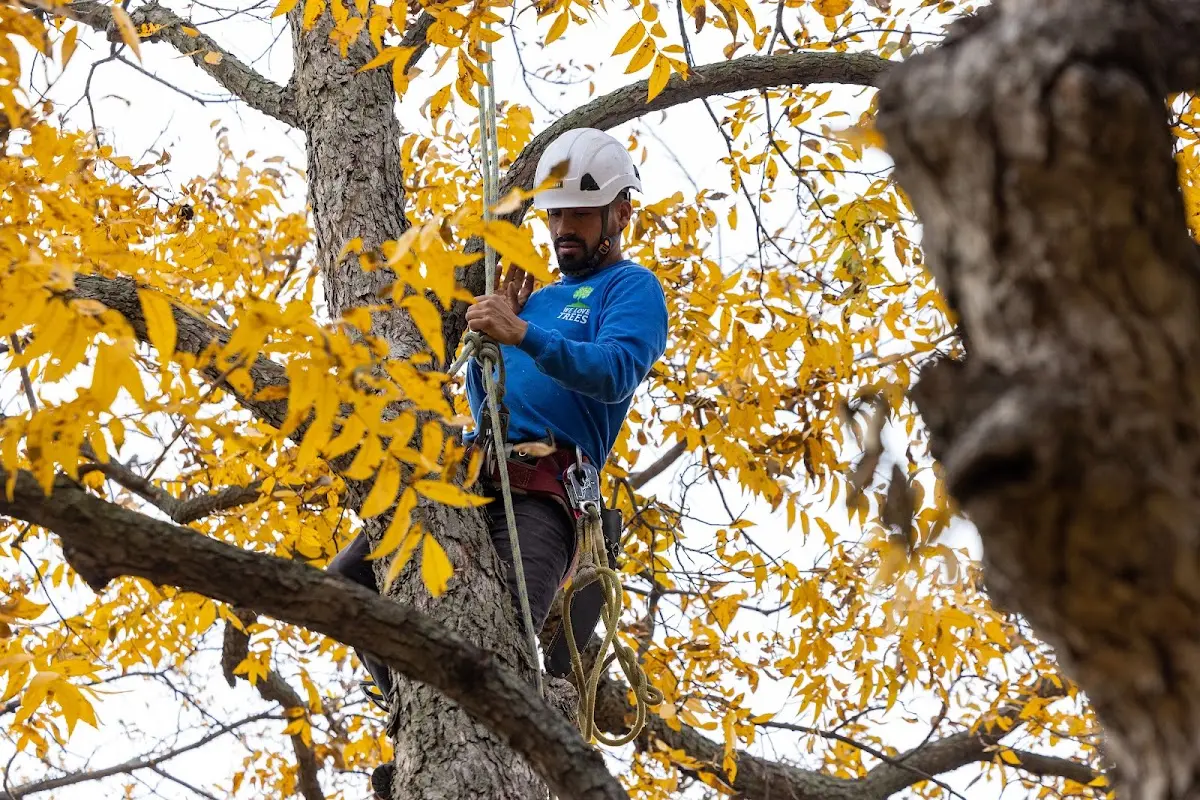 Skilled Tree Transplanting crew working in Tintah